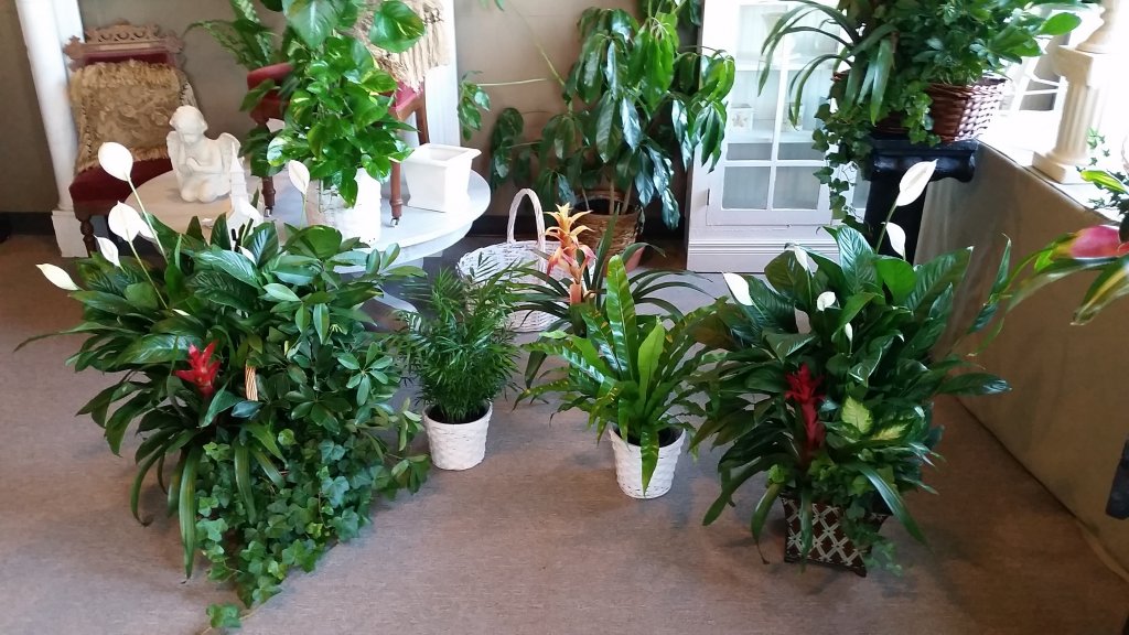 image-597611-assorted_plants_3.w640.JPG